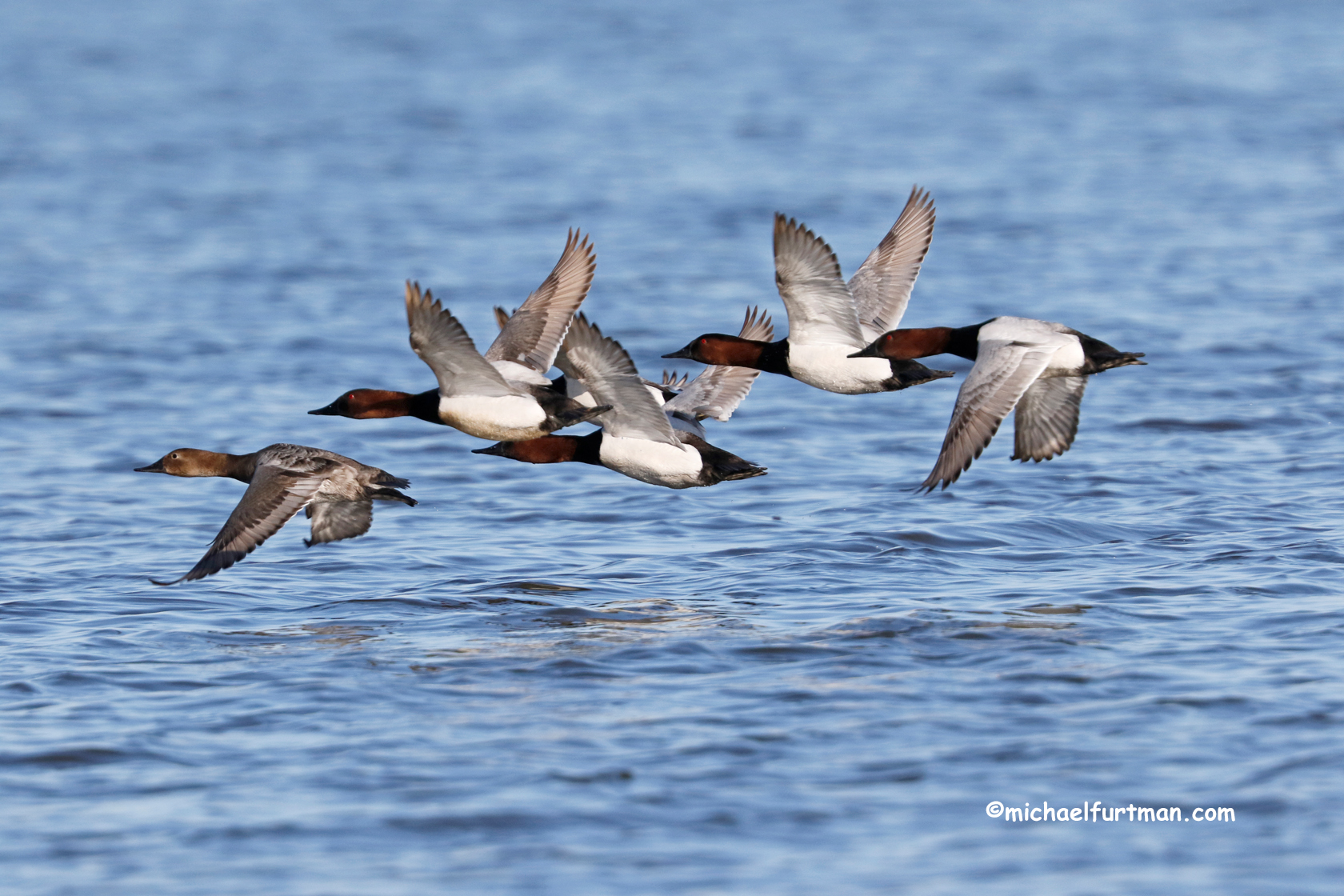 Canvasbacks Flying